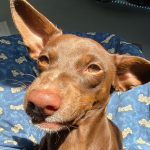 Meet your Posher, Abigail